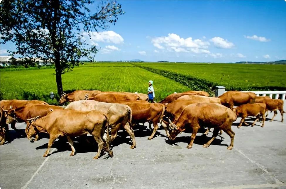 图片[1]-养牛的好处和前景：了解养牛的前景-小羊创业网