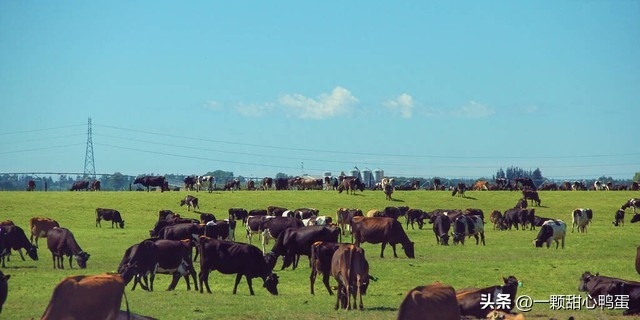 图片[2]-养牛行业前景分析：为什么养牛是一个有前途的投资选择？-小羊创业网