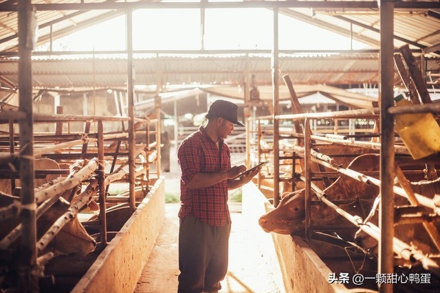 图片[1]-养牛行业前景分析：为什么养牛是一个有前途的投资选择？-小羊创业网