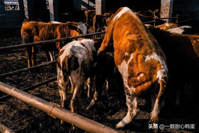 图片[6]-养牛行业前景分析：为什么养牛是一个有前途的投资选择？-小羊创业网