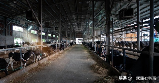 图片[5]-养牛行业前景分析：为什么养牛是一个有前途的投资选择？-小羊创业网